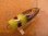 画像1: サラルアー サラペン 45 45mm 5g フローティング カラー：イエローヘッドマジョーラ (1)