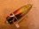 画像1: サラルアー サラペン 45 45mm 5g フローティング カラー：レッド＆ゴールドメッキ調 (1)