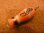 画像1: サラルアー　サラペン 35R  35mm 3.6g フローティング カラー：オレンジクマノミ (1)